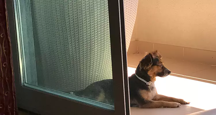 French Door Pet Screen Repair in Winter Haven, FL